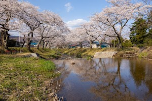 川渡温泉 湯沢川の桜並木